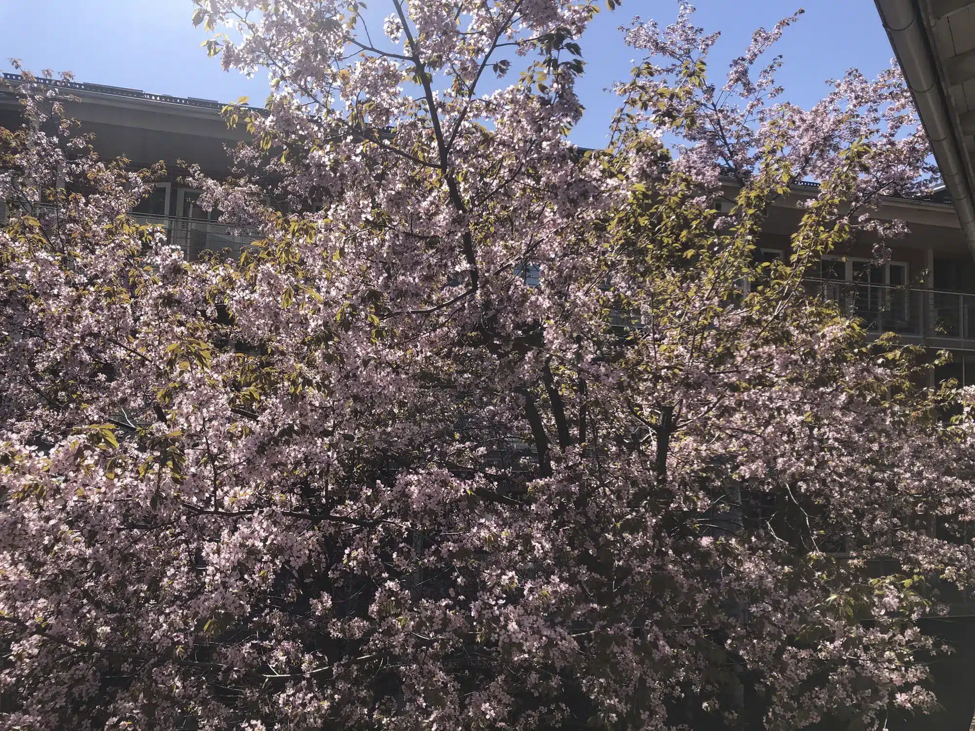 Vaaleanpunaisena kukkiva kirsikkapuu