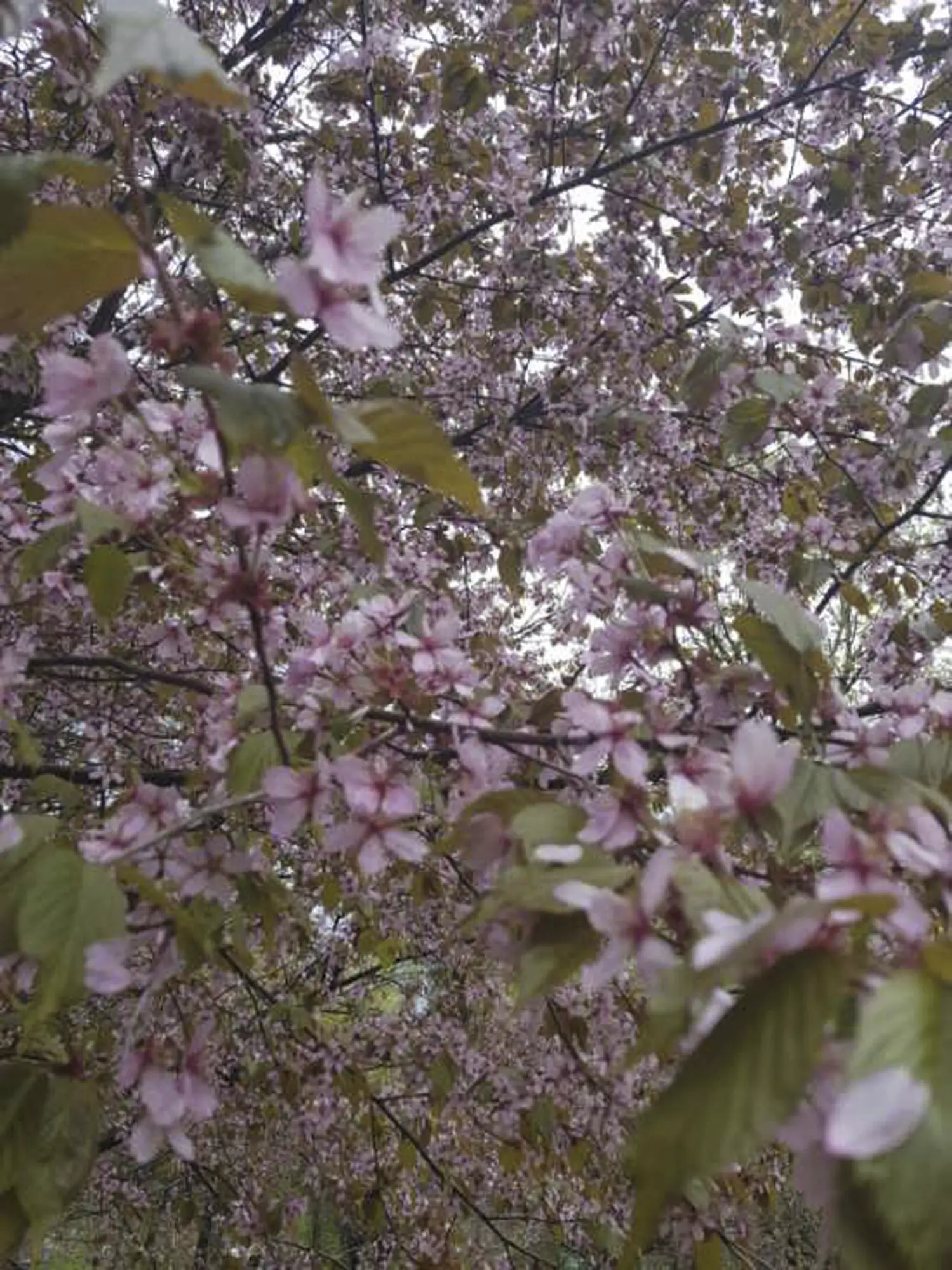Kauniit kirsikkapuut ilahduttivat Saga Villa Karin asukkaita
