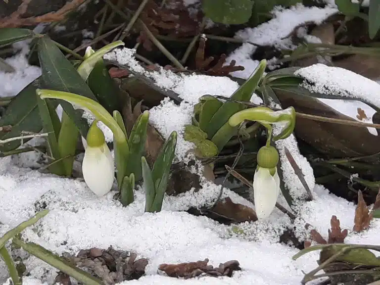 Kevät toi, kevät toi maal…Eikun poikkeusolot