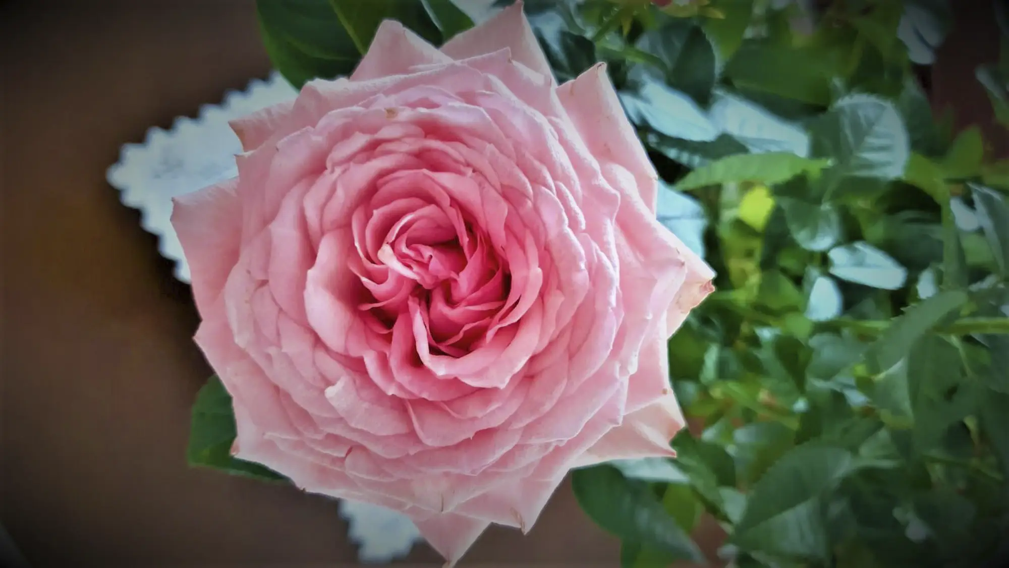 Saga Salpalinna Lahti pinkki ruusu